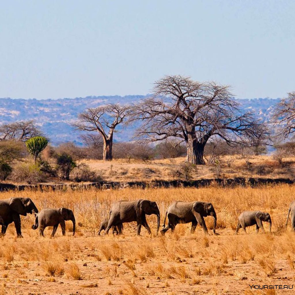 Национальный парк Танзании Маньяра карта животных