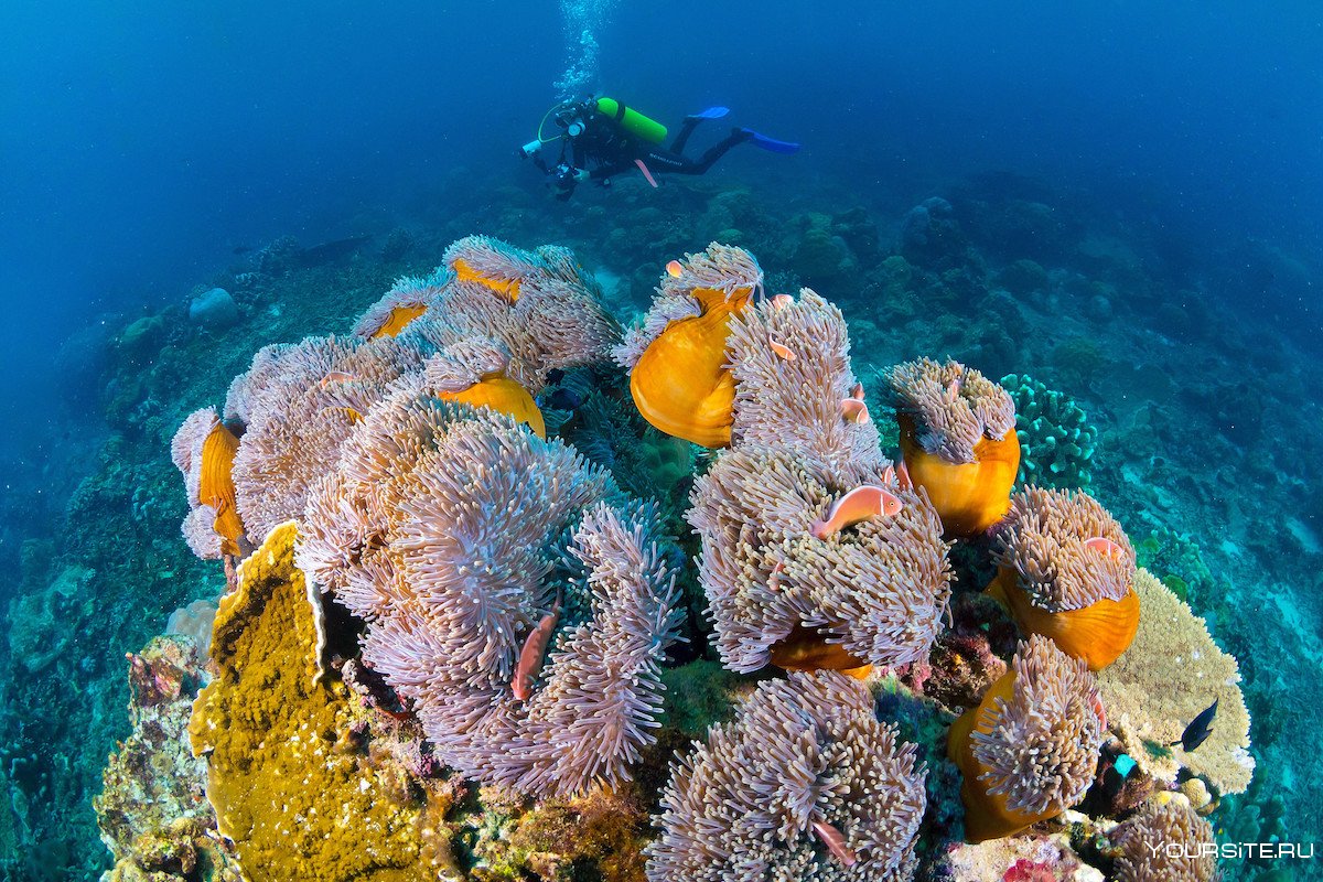 Коралловый риф в Мексике