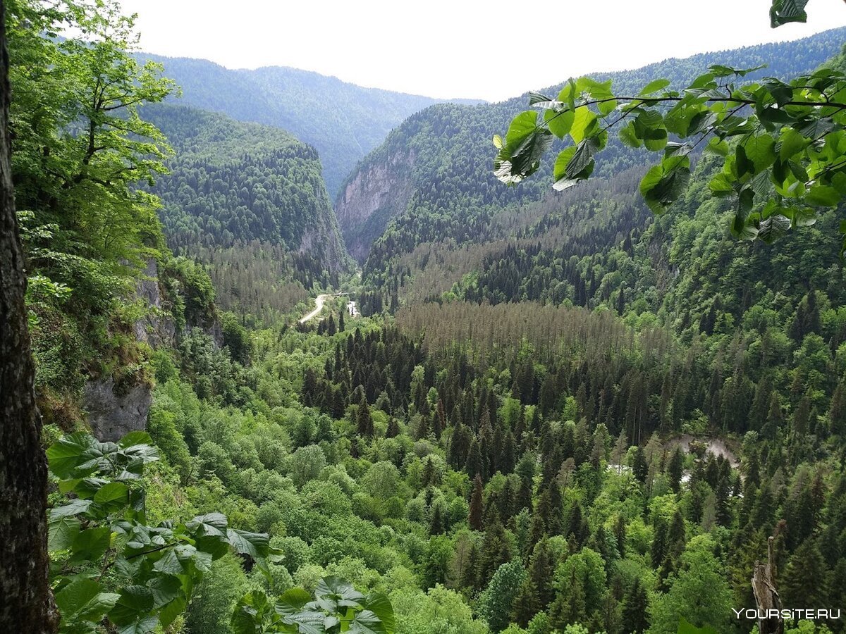 Заповедники Абхазии Рицинский реликтовый национальный парк
