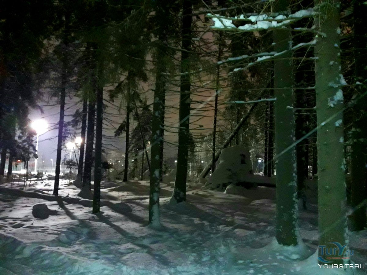Швеция зима лес