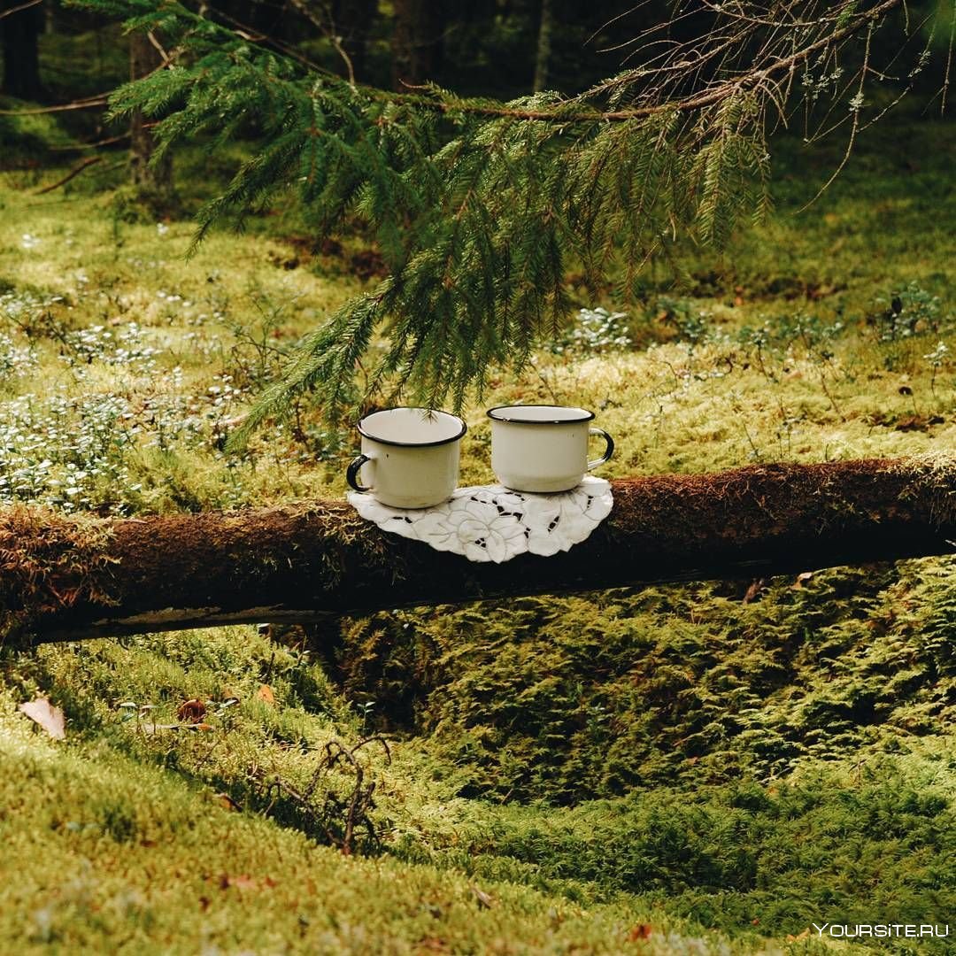 Чашка чая в лесу