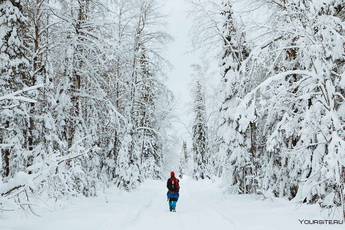 Зимний лес Пермь