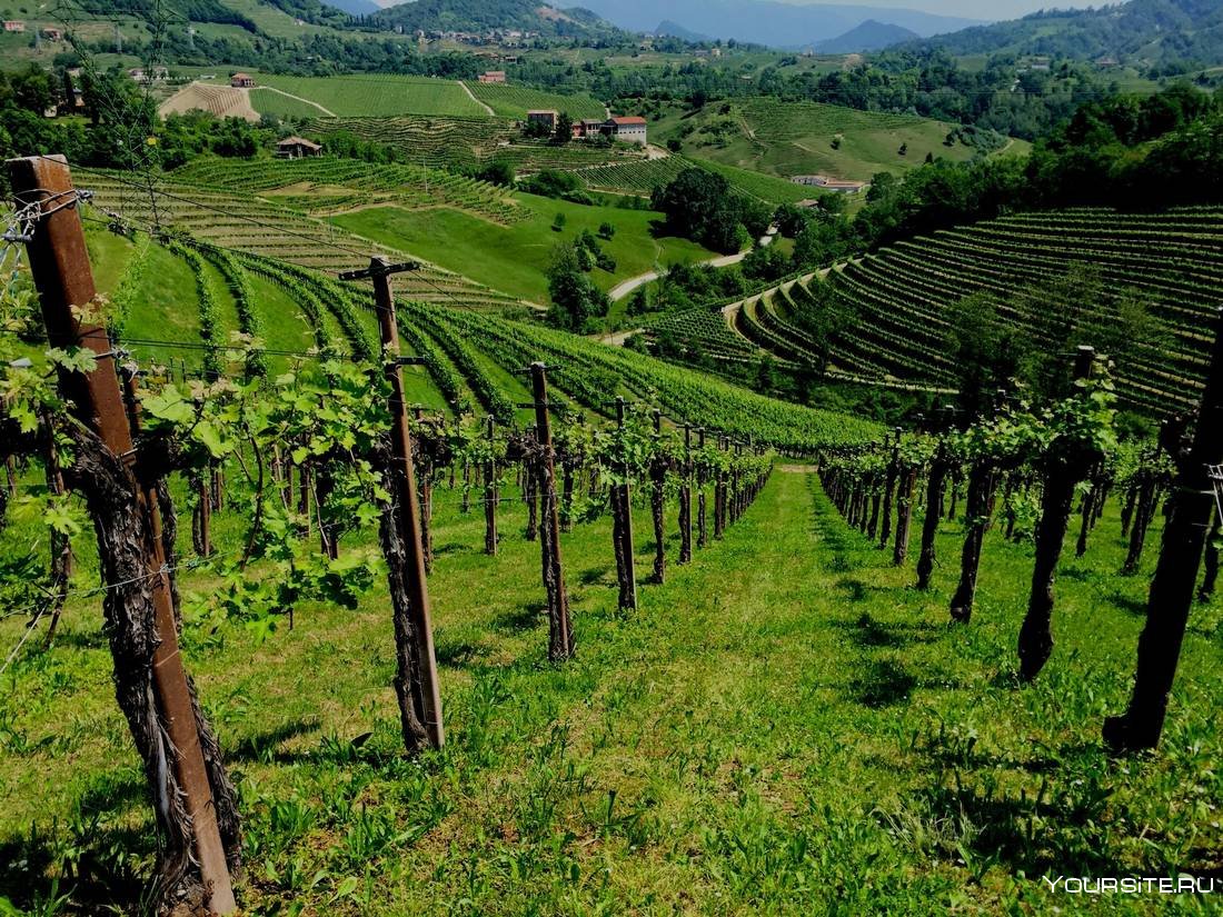 Кампанья виноградники Италия