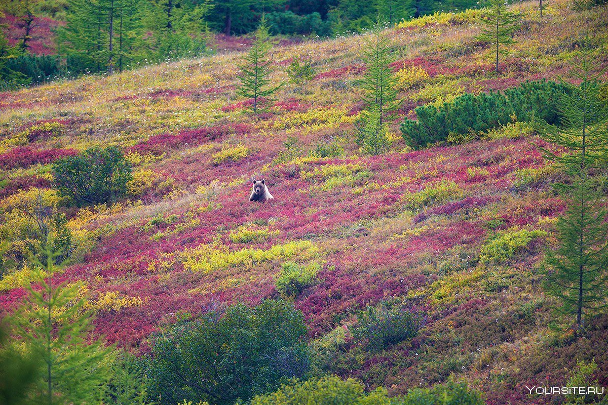 Цветущая тундра Камчатка