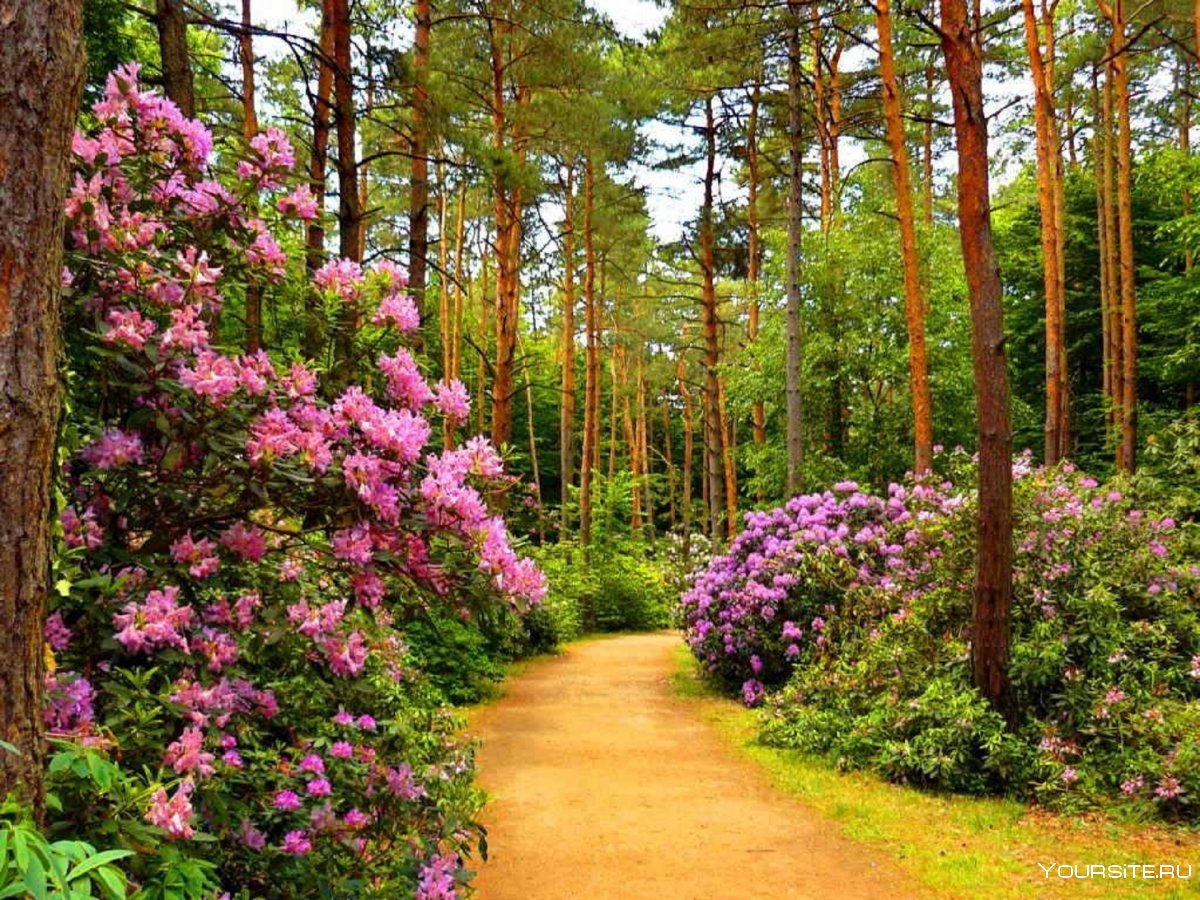 Скандинавия растения лес