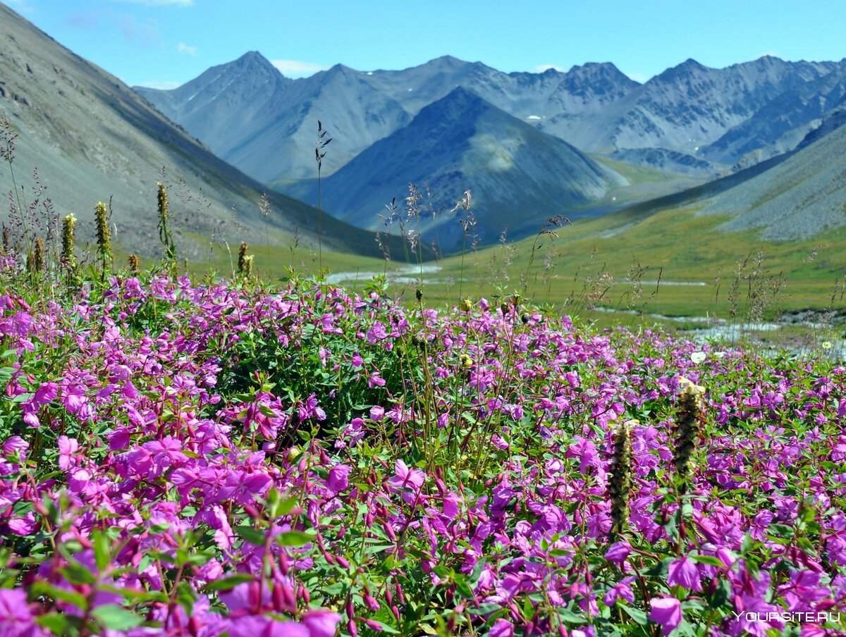 Язулинский перевал горный Алтай