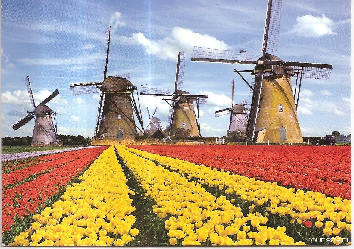 Экономическое развитие нидерландов. Нидерланды сельское хозяйство Растениеводство. Аграрный сектор Нидерландов. Нидерланды на нидерландском. Нидерланды и Голландия хозяйство.