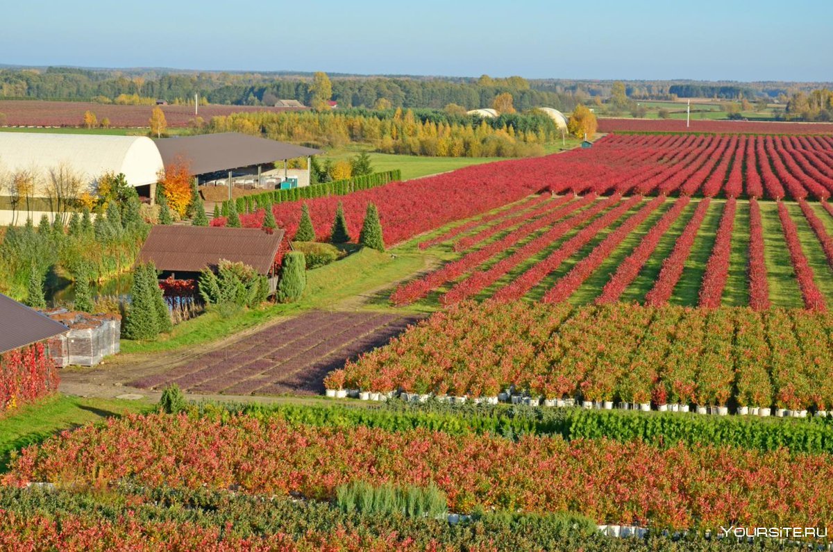 Нидерланды сельское хозяйство Растениеводство