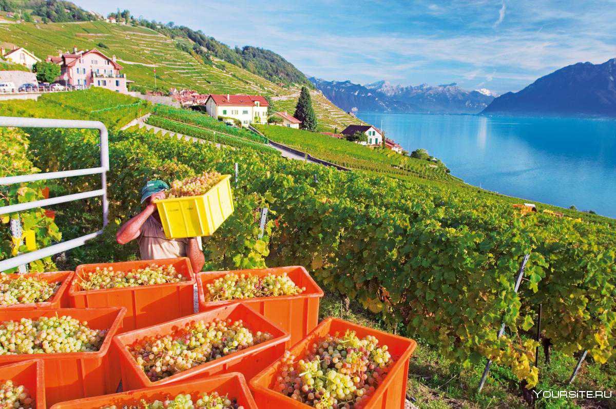 Сельское хозяйство Швейцарии