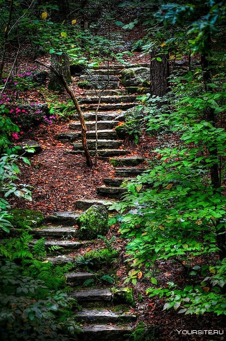 Лестница природа