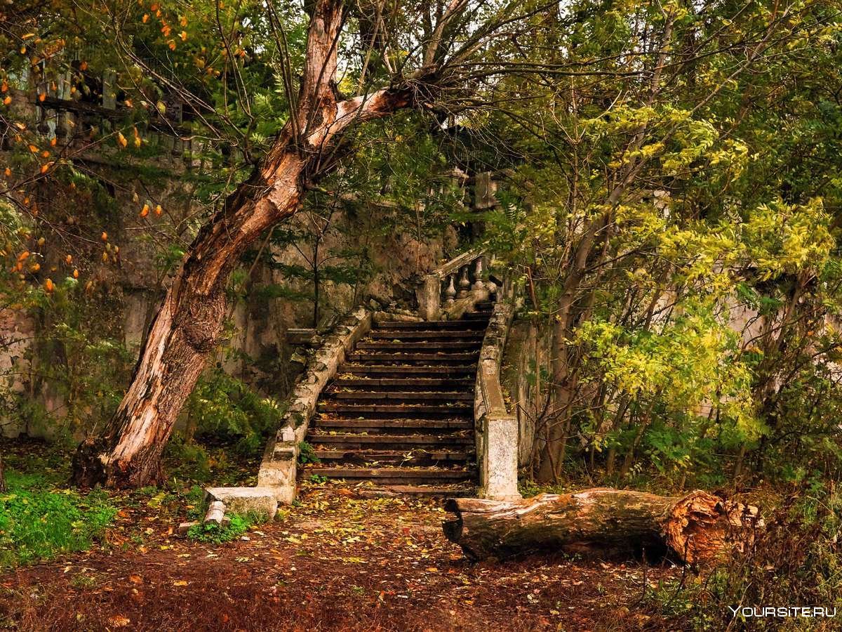Ступеньки в лесу