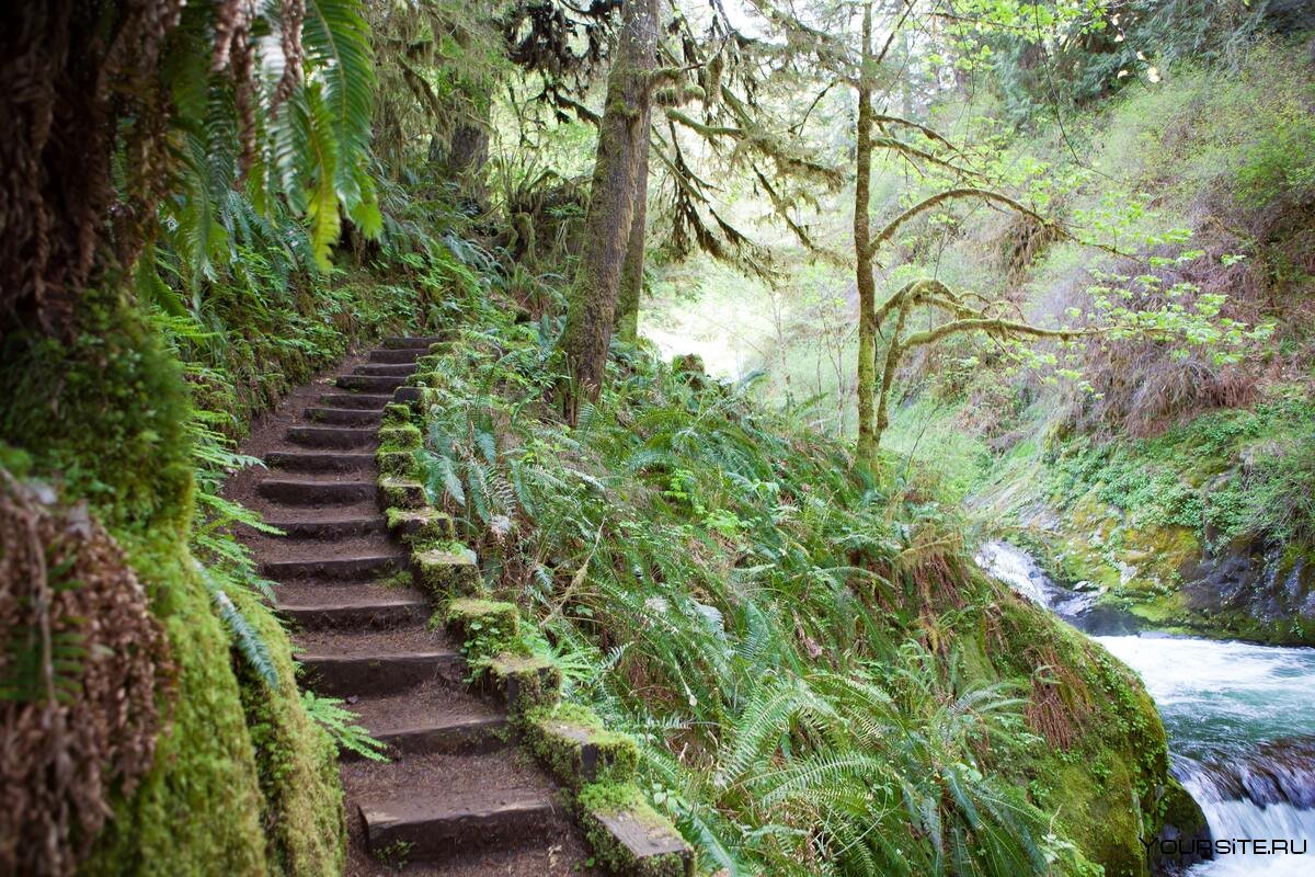 Лестница в джунглях