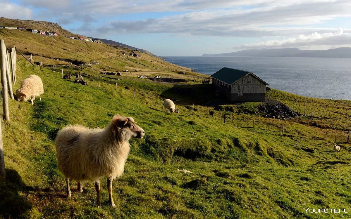 Фарерские острова овцы