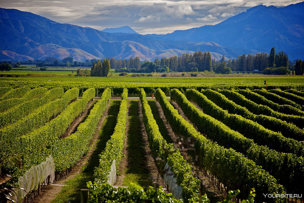 Марлборо (Marlborough, новая Зеландия) виноградники