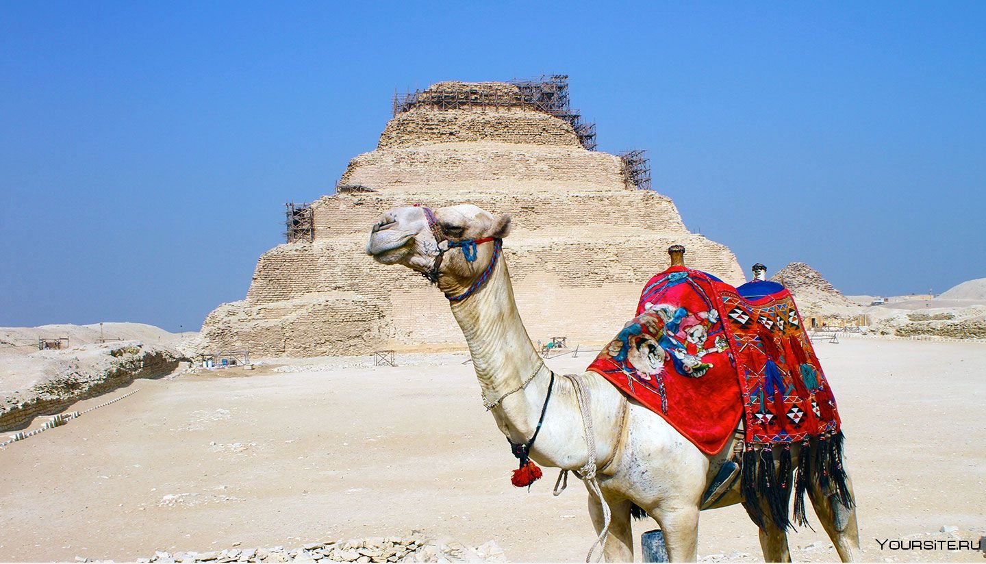 Праздники в египте 2024. Шарм Эль Шейх верблюд. Египет пирамиды Верблюды. Верблюд Шарм Шейх. Шарм-Эль-Шейх пустыня.