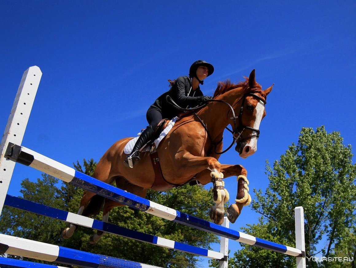 Конкур конный спорт дети