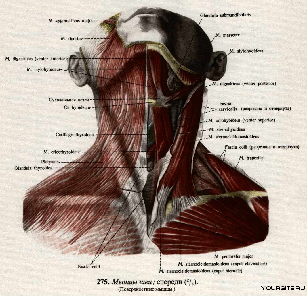 Мышцы шеи анатомия атлас