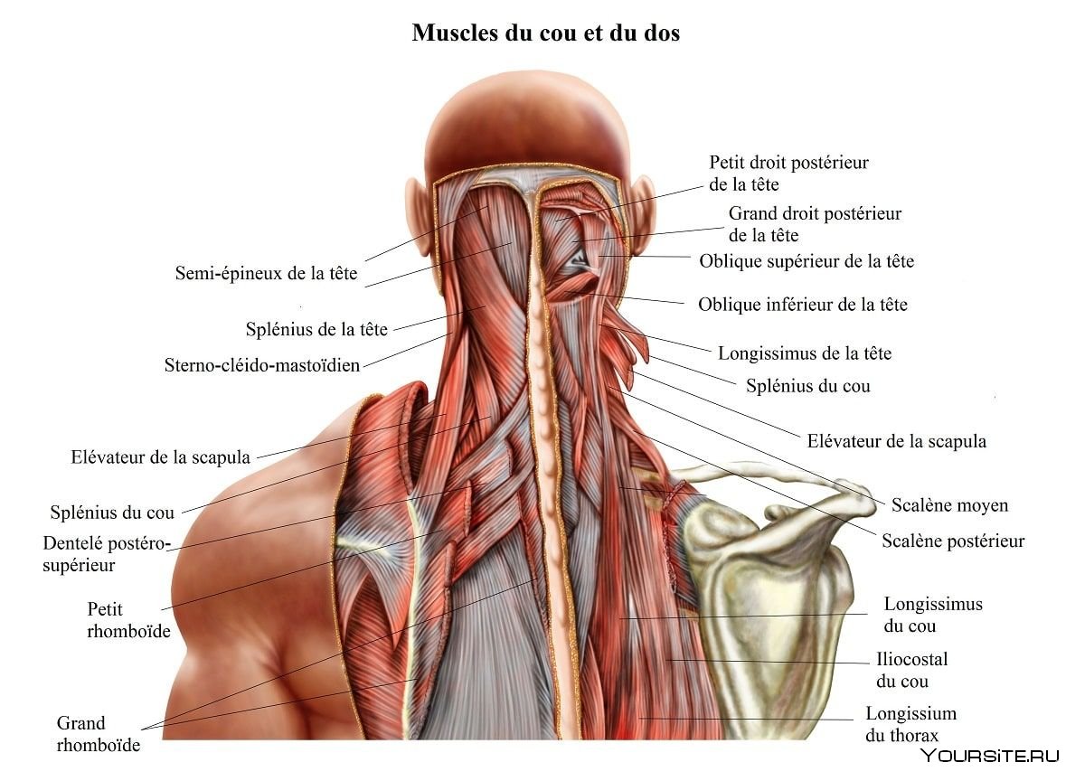 Анатомия мышц шеи человека сзади