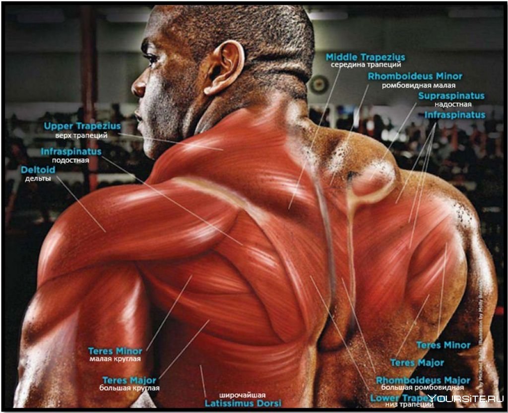 Мышцы шеи и трапеции