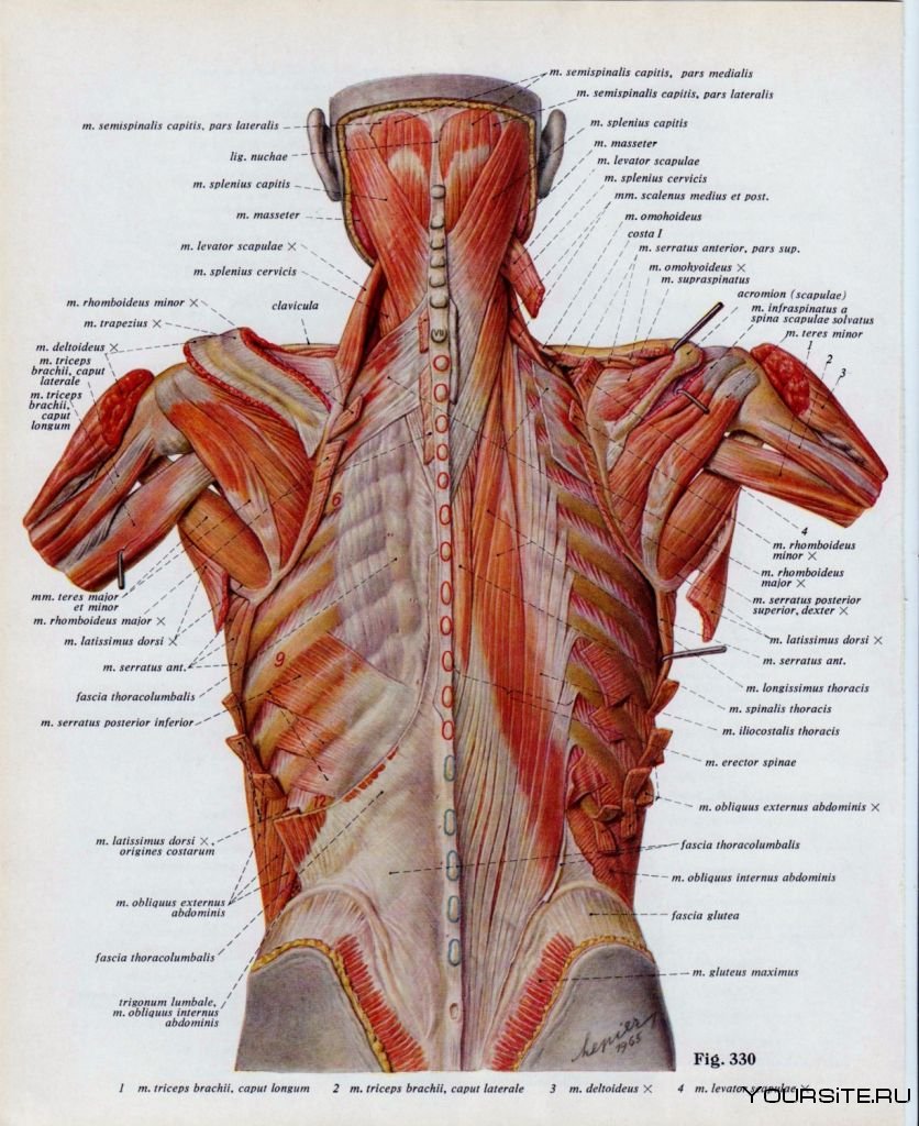Мышцы спины атлас Синельникова