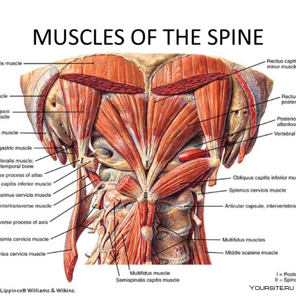Мышцы спины анатомия Recti capitis