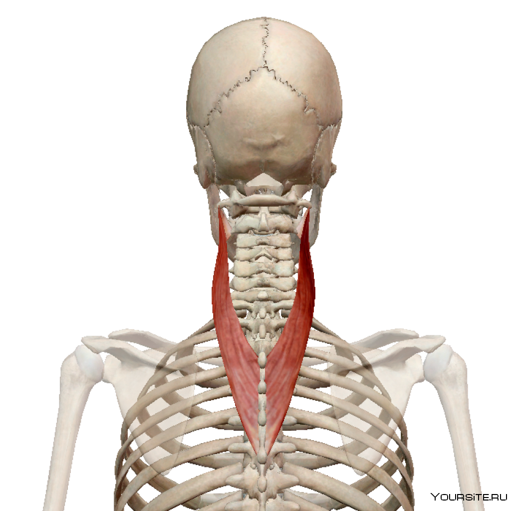 Ременная мышца головы и шеи