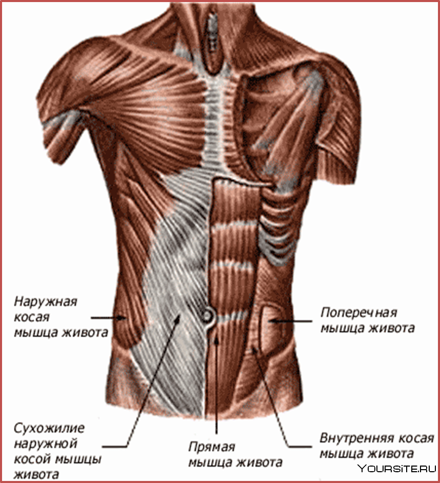 Наружная косая мышца живота (m. obliquus externus abdominis)