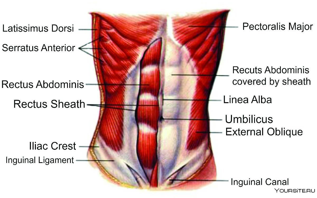 Мышцы нижней части передней брюшной стенки
