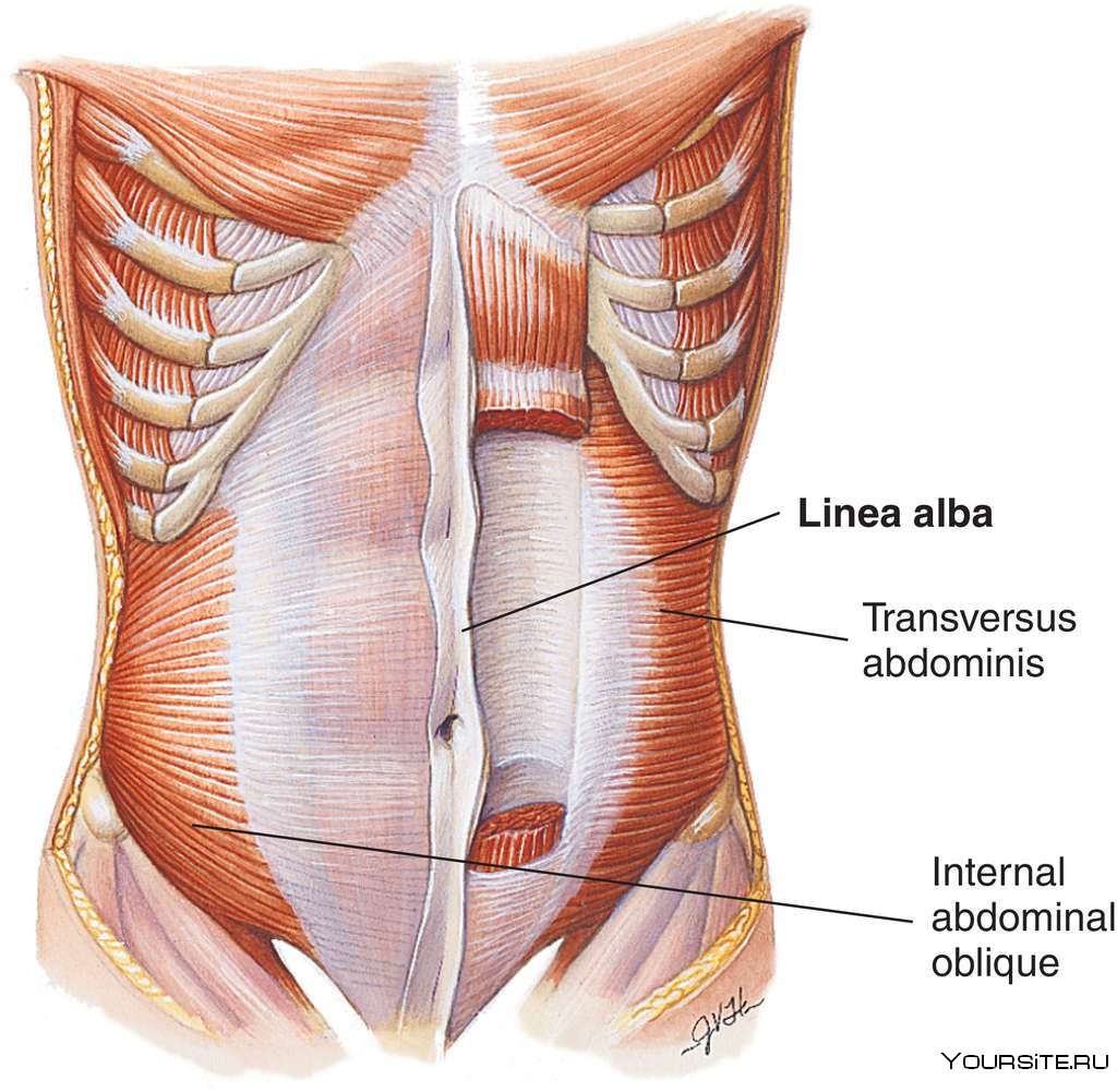 M transversus abdominis
