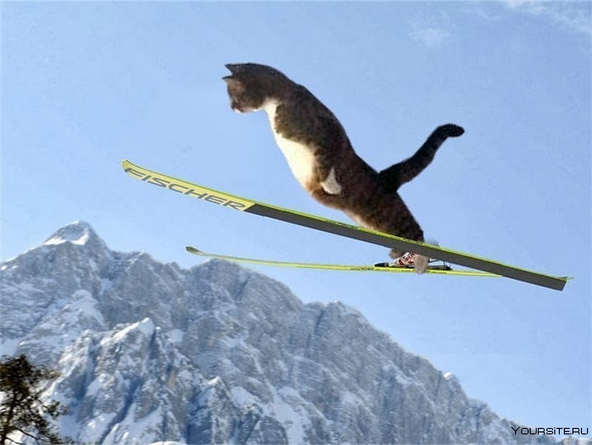 Кот на горных лыжах