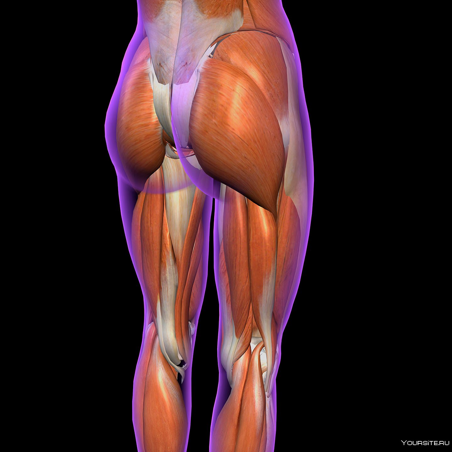 Покажи картинки бедра. Анатомия ягодичных мышц для женщин. Мышцы ягодиц анатомия. Ягодичные мышцы анатомия строение. Бицепс бедра анатомия.