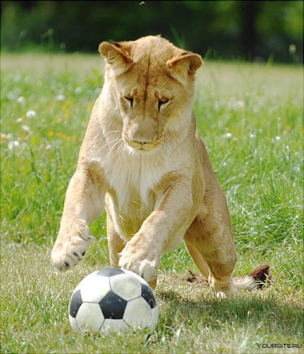 Лев с мячом