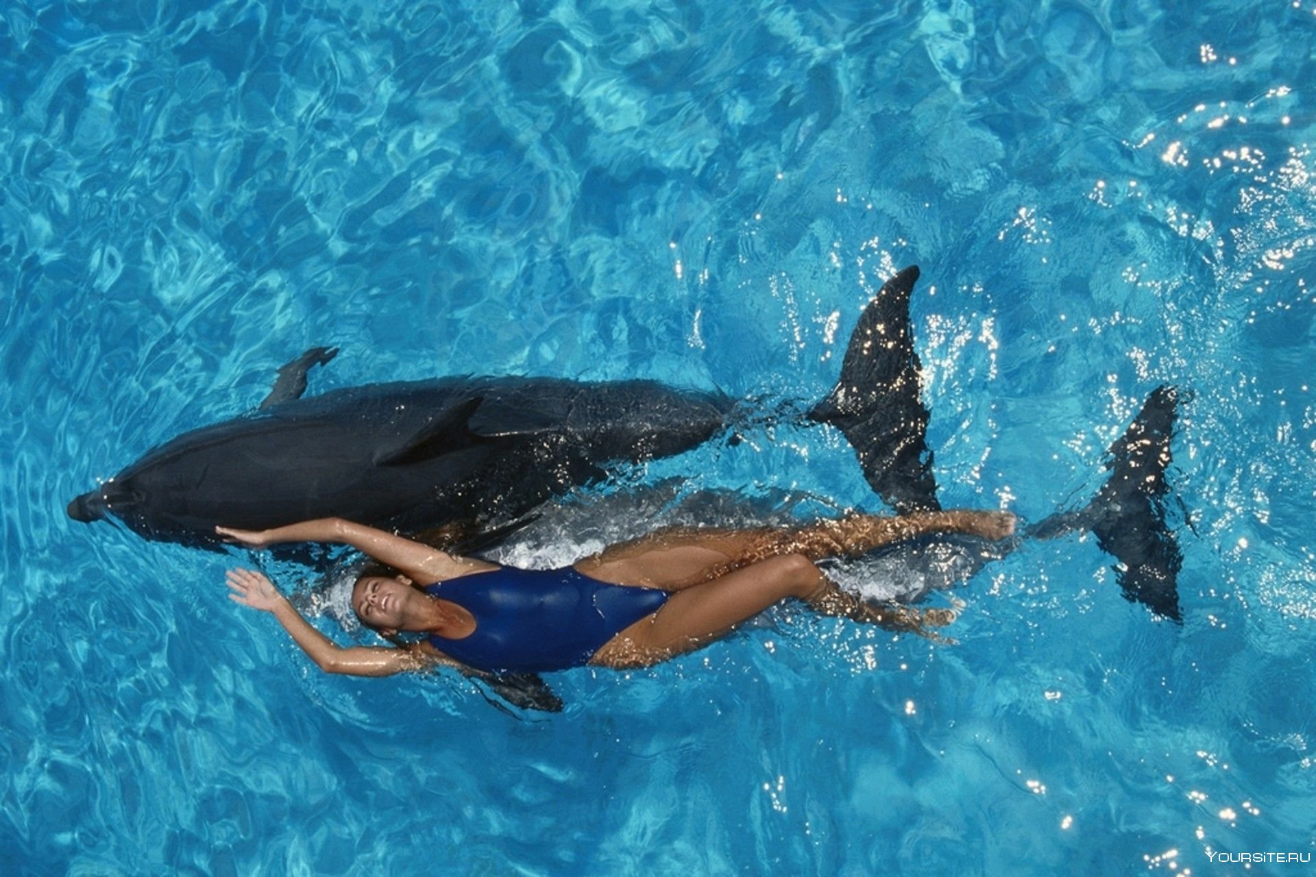 Купаться с дельфинами