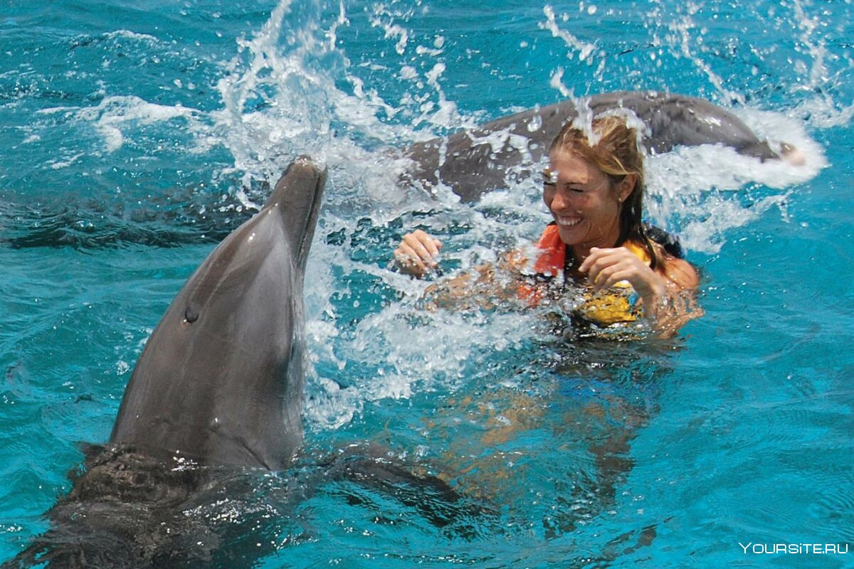 Дельфинариум в Москве плавать с дельфином