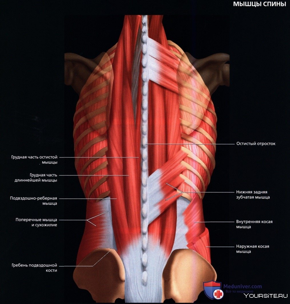 Длиннейшая мышца спины meduniмer