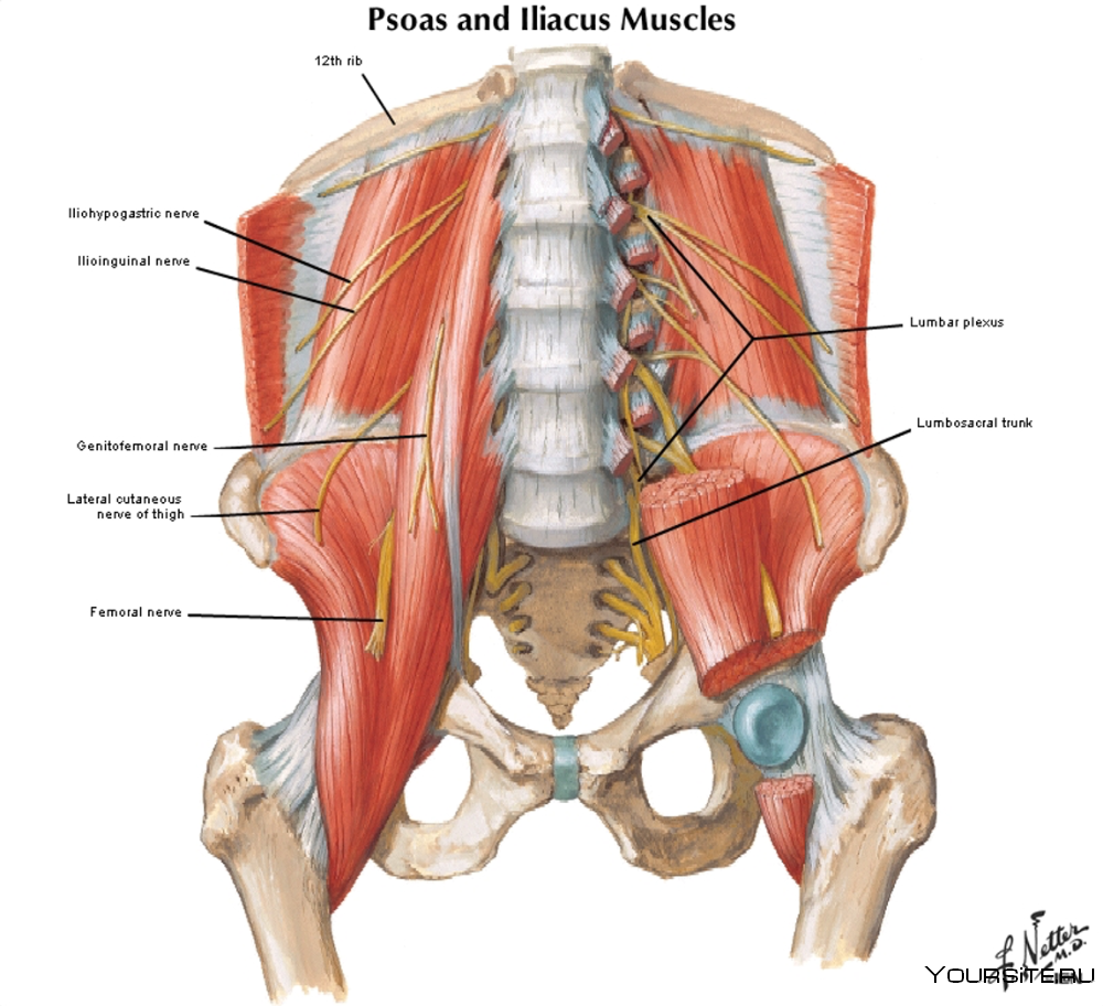Поясничную мышцу PSOAS Major