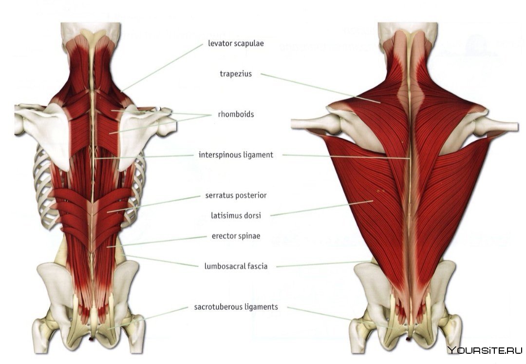 Паравертебральные мышцы спины анатомия