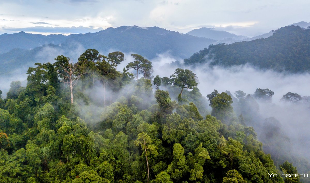 Эквадор джунгли амазонки