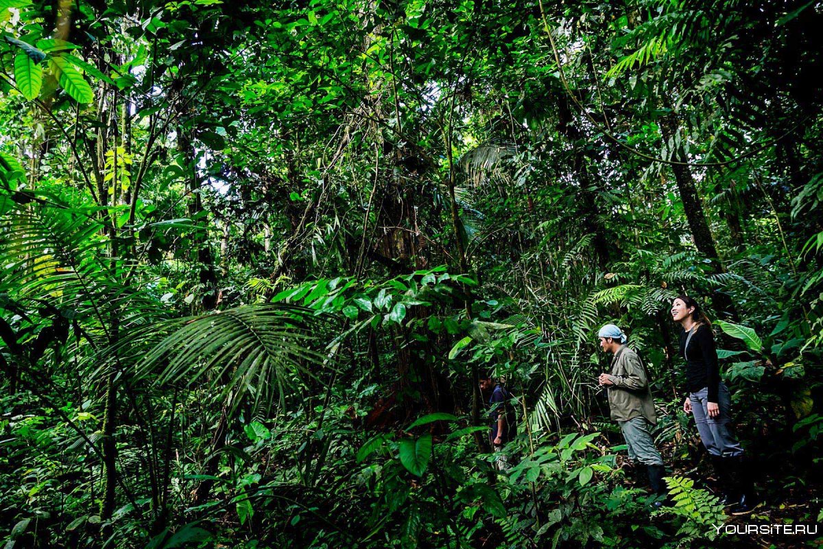 Джунгли Амазонии в Южной Америке