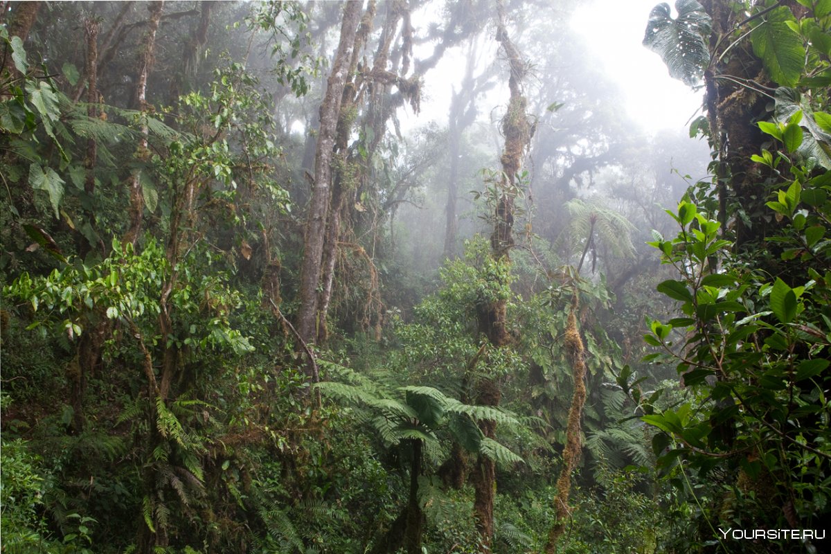 Экспедиция в джунгли амазонки