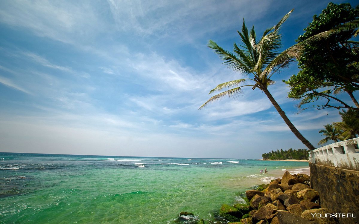 Шри Ланка пальмы