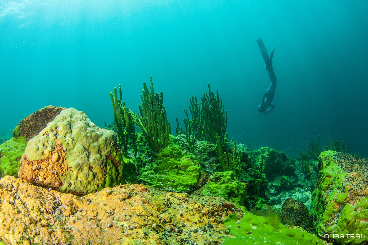 Подводная фауна Байкала