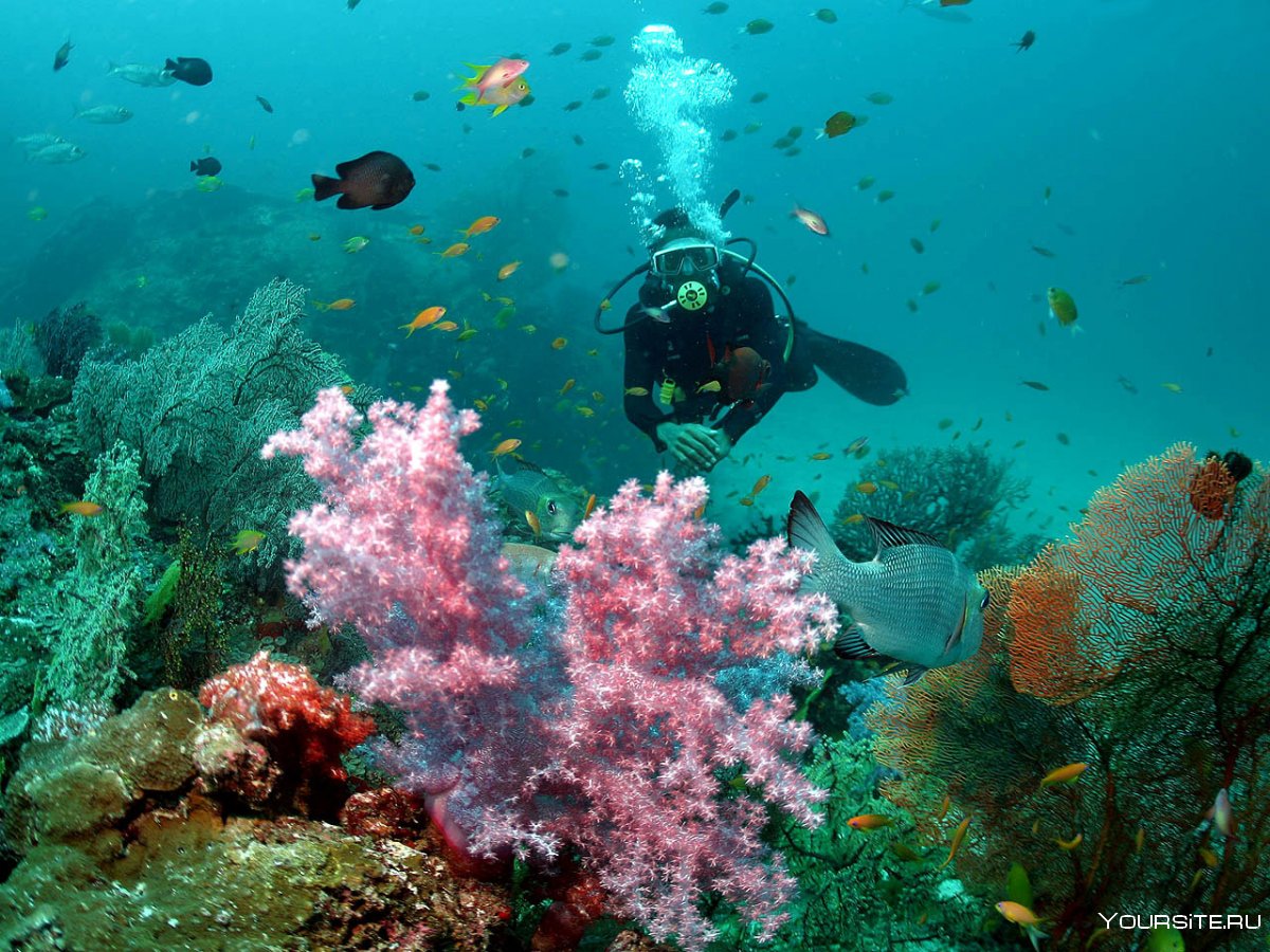 Симиланские острова подводный мир