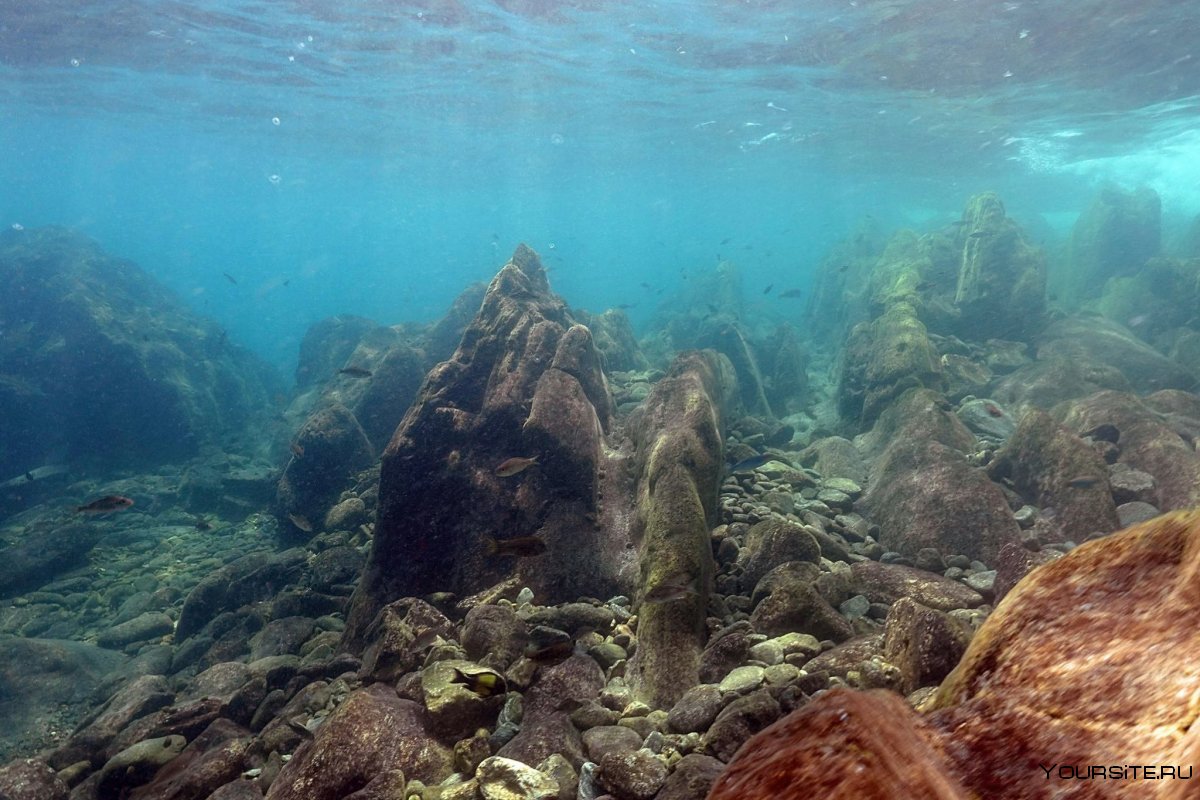 Подводный мир озера Танганьика