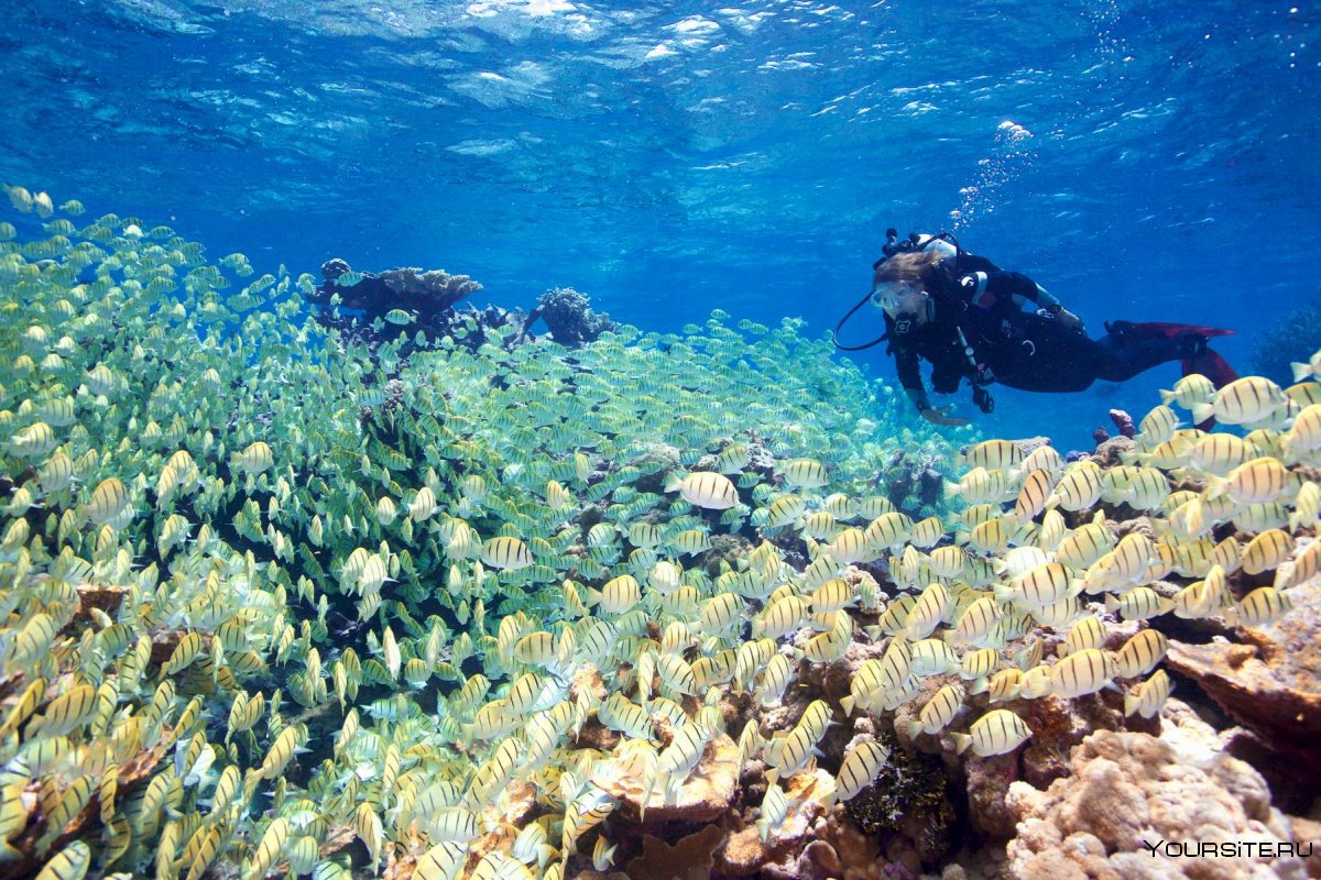 Коралловые рифы Гавайи