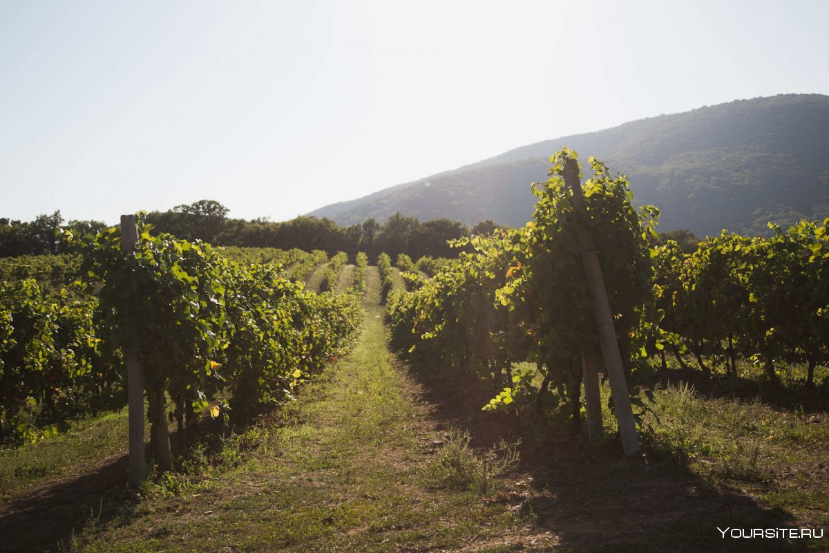 Португалия виноградники