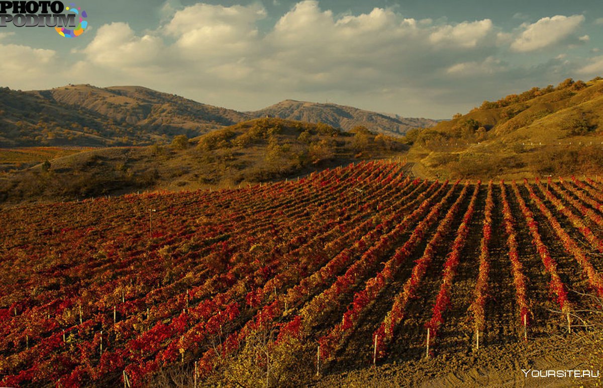 Виноград на винограднике Крым