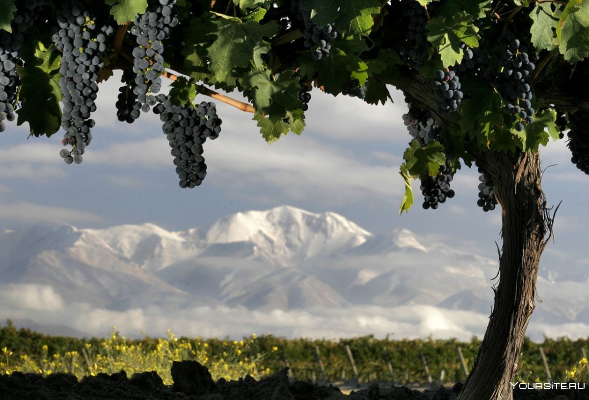 Виноградарство Крыма