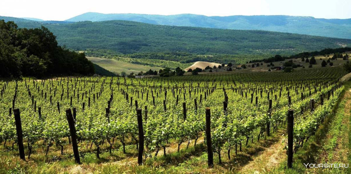 Тоскана дегустация вин на виноградниках