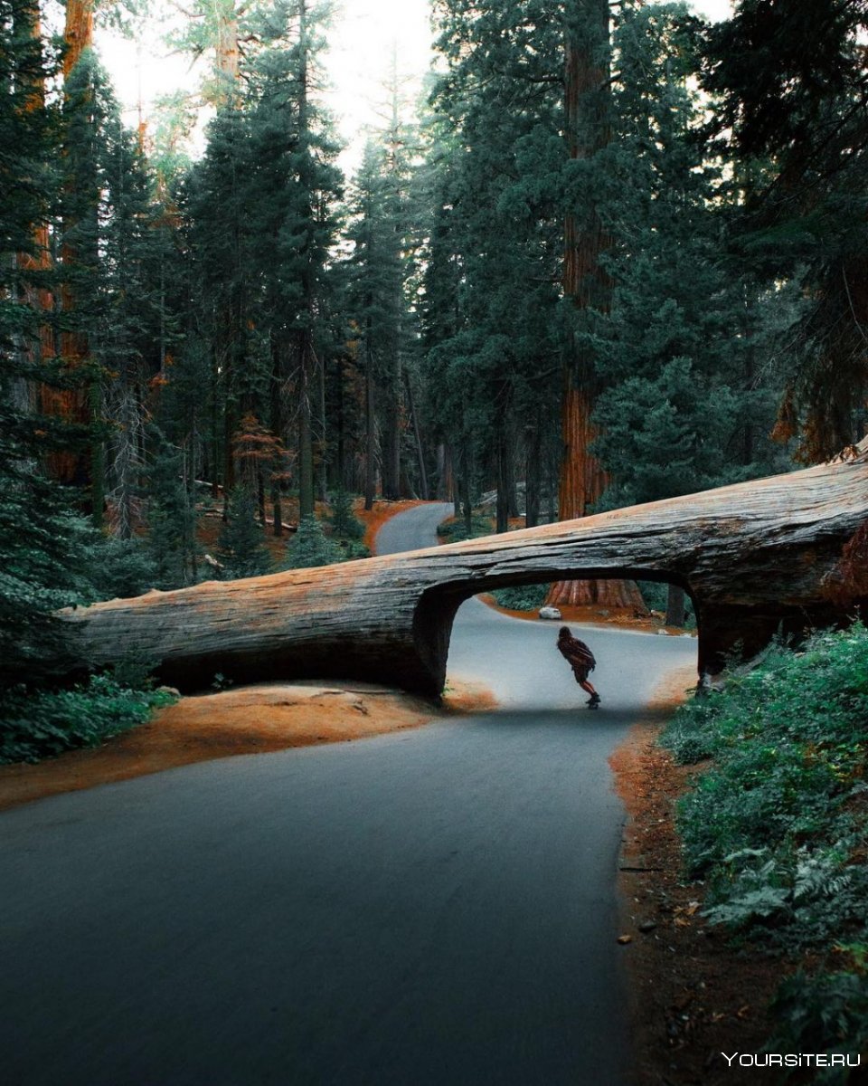 Секвойя национальный парк США туннель из дерева